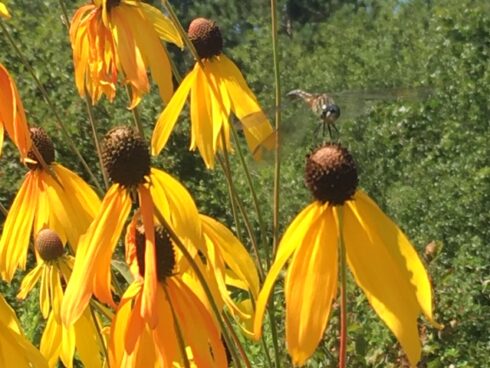 A close up of yellow flowers with green leaves